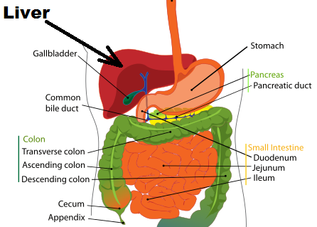 liver effects spirulina