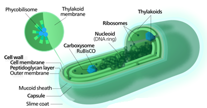 spirulina cell