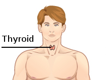 thyroid